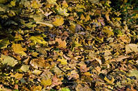 20081005_2910