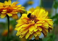 web20060729_0259.jpg