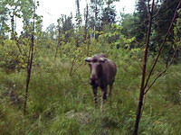 elk-island-01