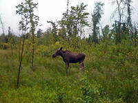 elk-island-02