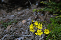 yellow_flower_ps