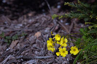 yellow_flower_ps1